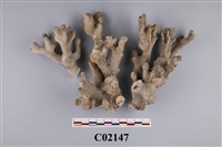 藏品(珊瑚化石)的圖片